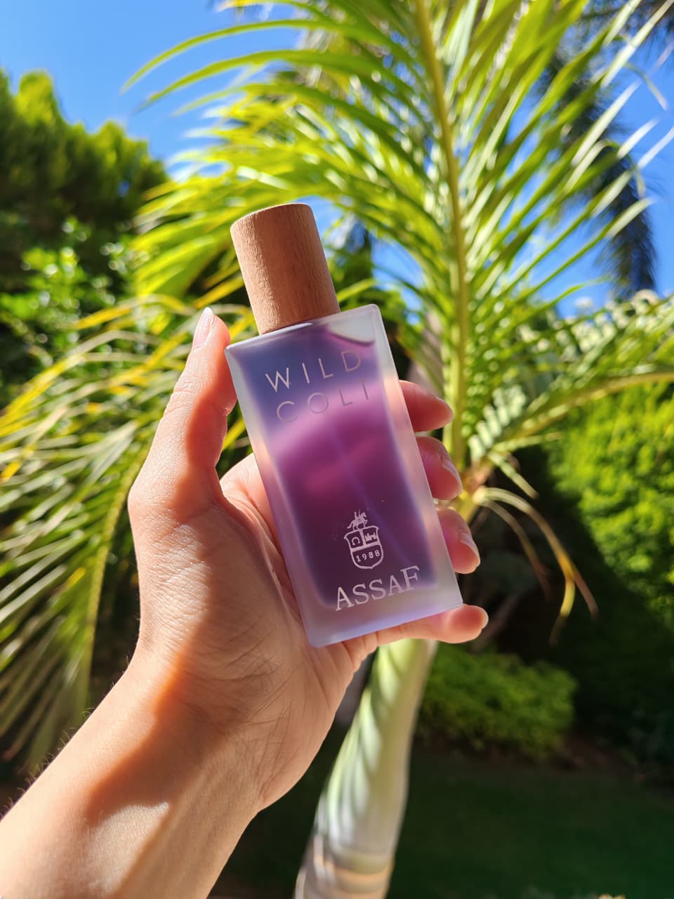 Wild Colt Assaf - Image 3